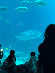 Whale shark